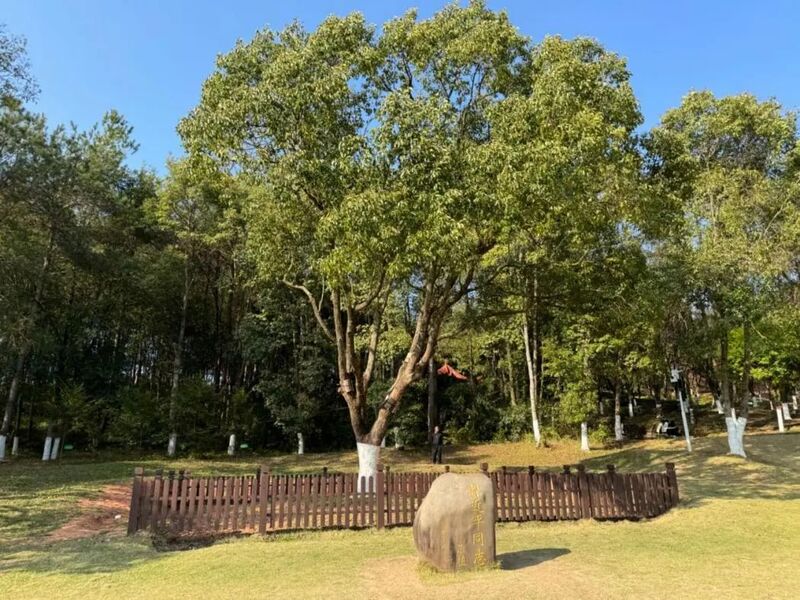 習(xí)近平同志為福建省長汀縣水土保持科教園捐種的香樟樹。圖源：學(xué)習(xí)時報
