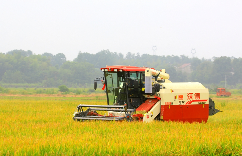 早稻收割忙，農(nóng)機(jī)來(lái)助力。常德市鼎城區(qū)融媒體中心供圖