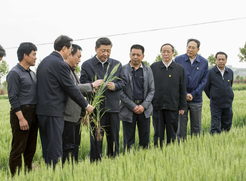 2016年4月25日下午，習(xí)近平在安徽滁州市鳳陽縣小崗村察看小麥長勢。左一為種糧大戶程夕兵。新華社記者 李學(xué)仁 攝