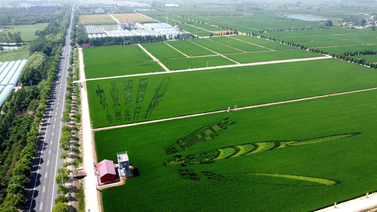 俯瞰小崗村高標(biāo)準(zhǔn)農(nóng)田。鳳陽縣委宣傳部供圖
